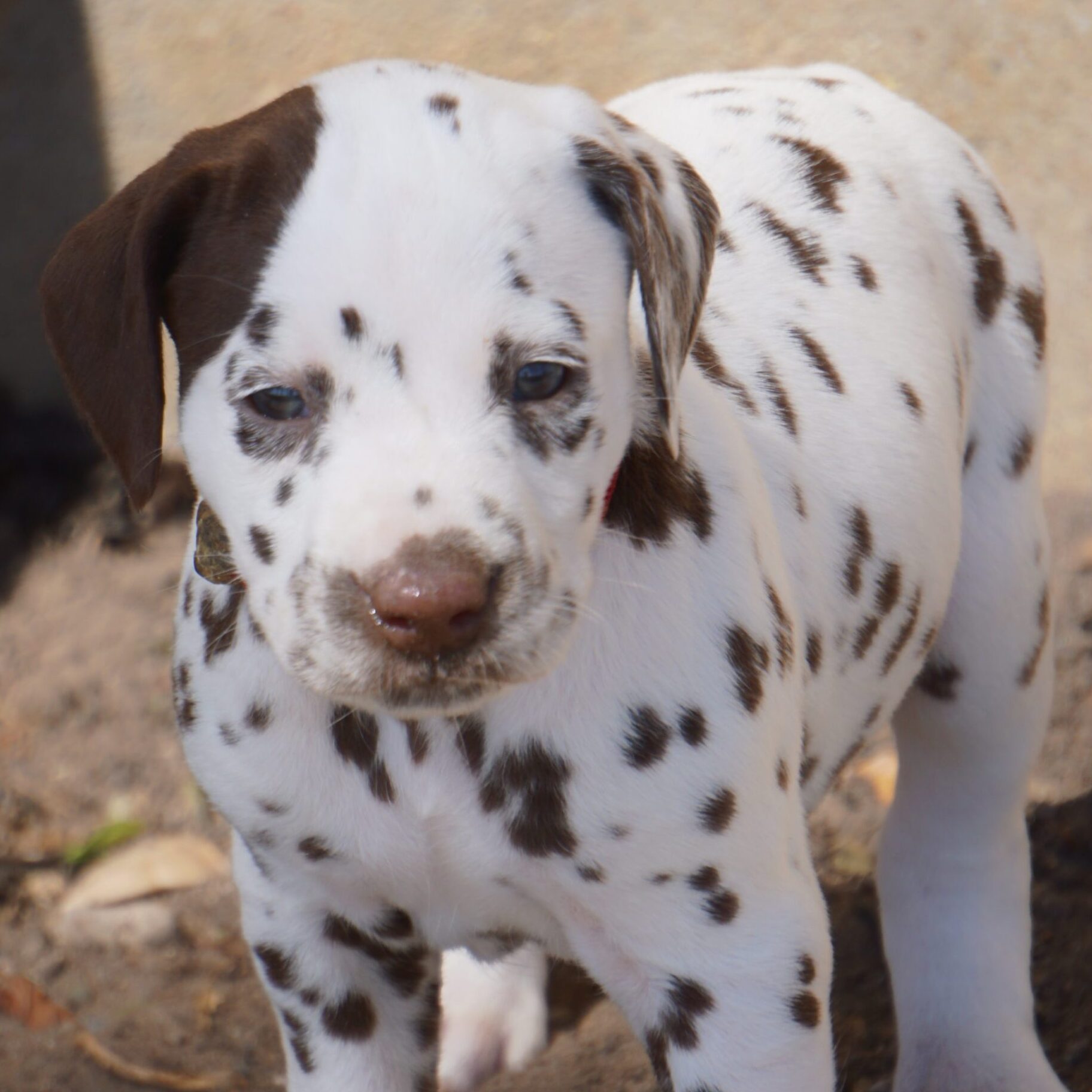Dalmatiner Welpe mit großem Abzeichen