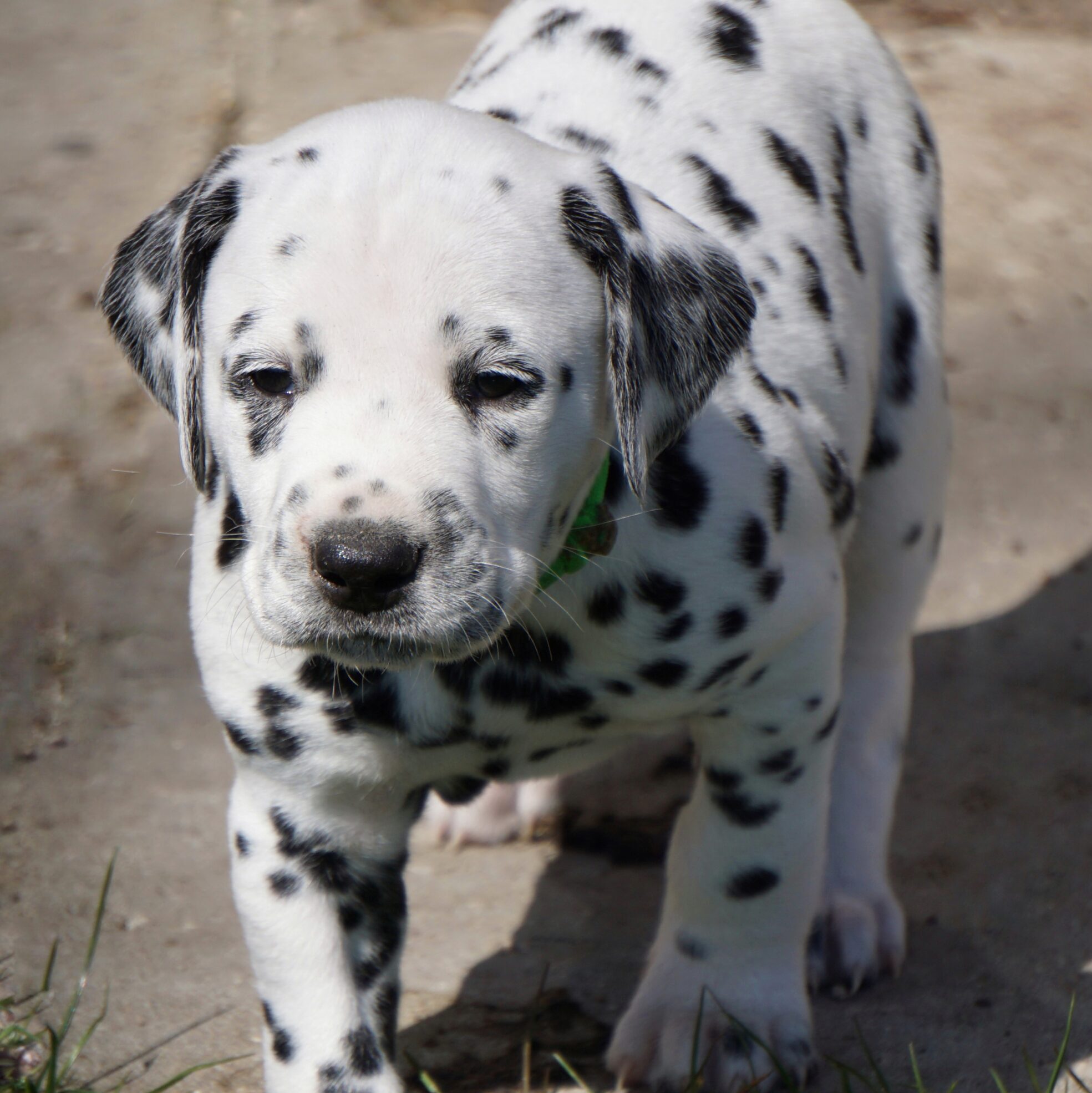 Dalmatinerwelpe