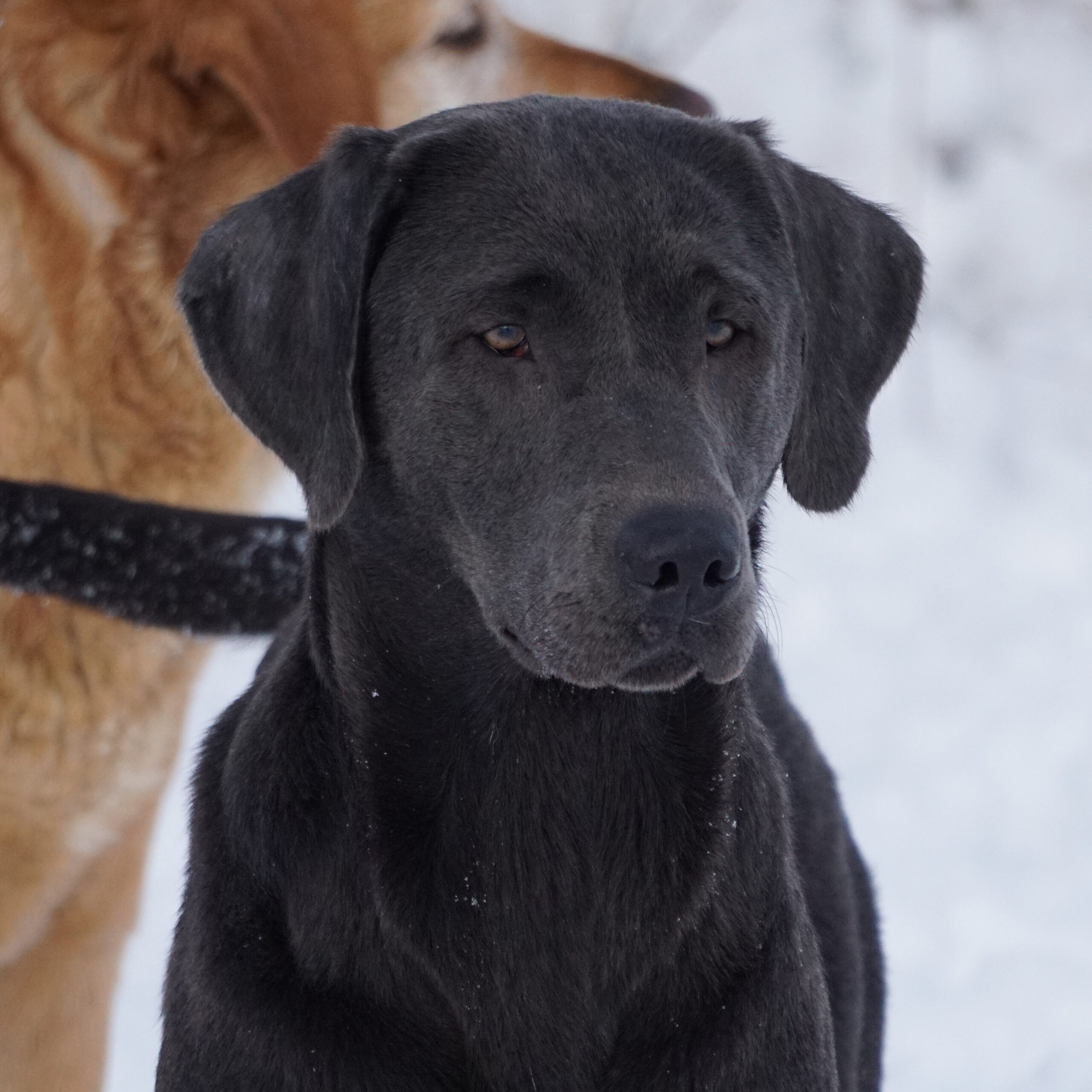 Blue - Labrador vom Treenetal