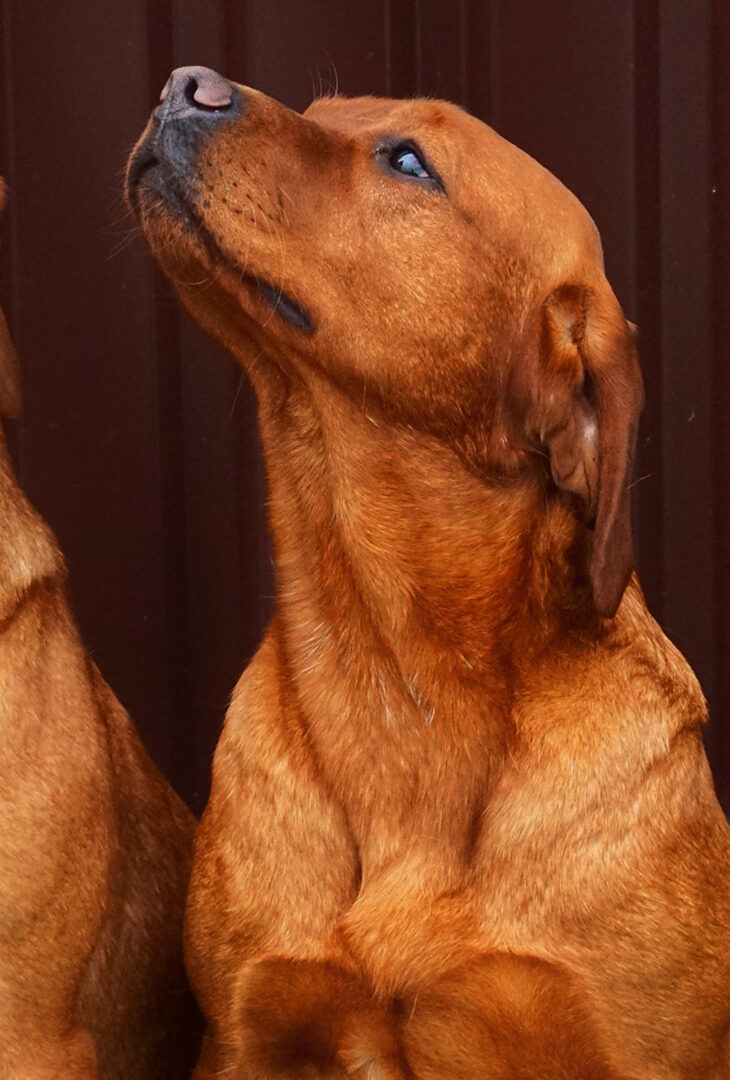 Jesse und Zoe Labradorhündinnen vom Treenetal