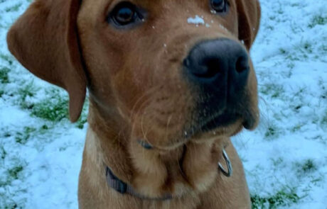 Labrador im Schnee
