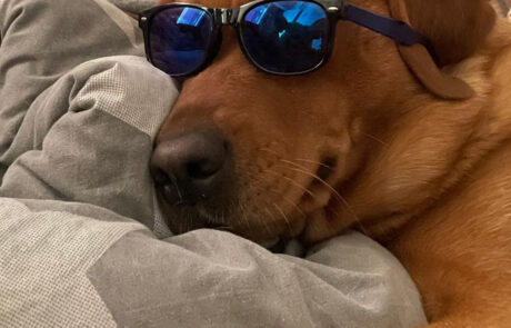 Labrador mit Sonnenbrille