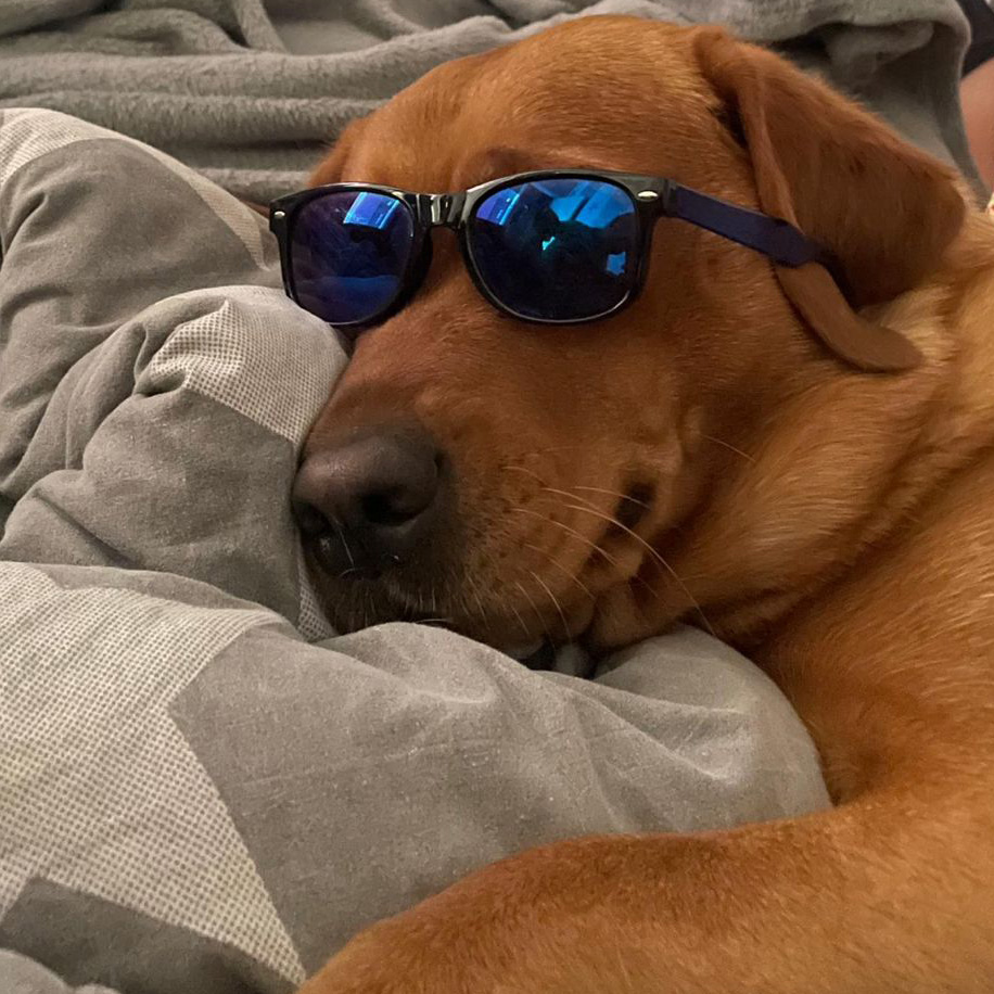 Labrador mit Sonnenbrille