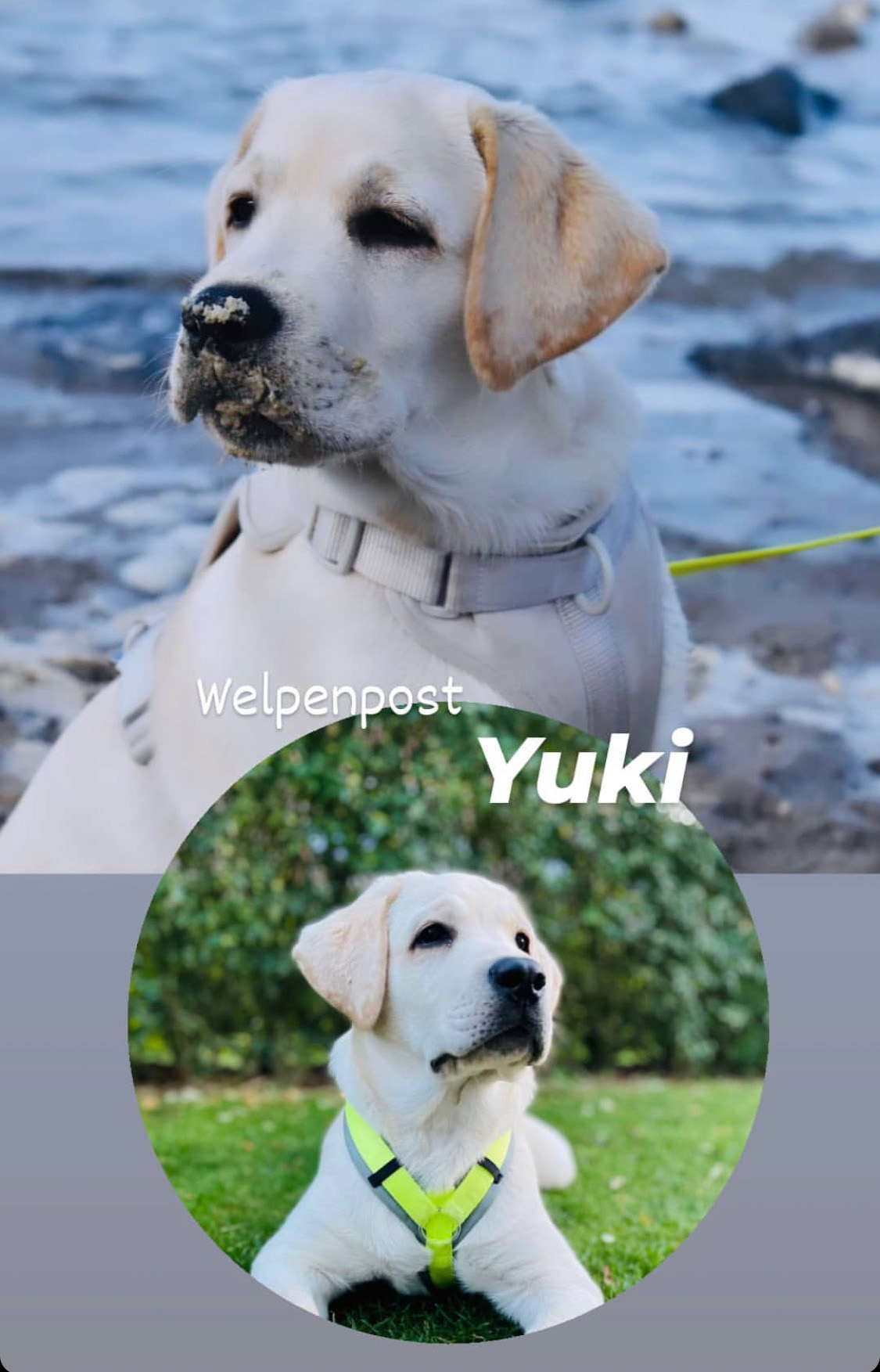 Yuki vom Treenetal