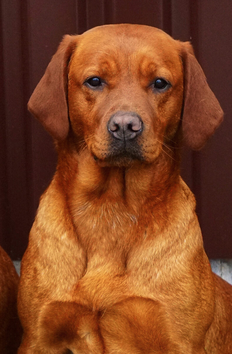 Zoe und Jess - Labradore vom Treenetal