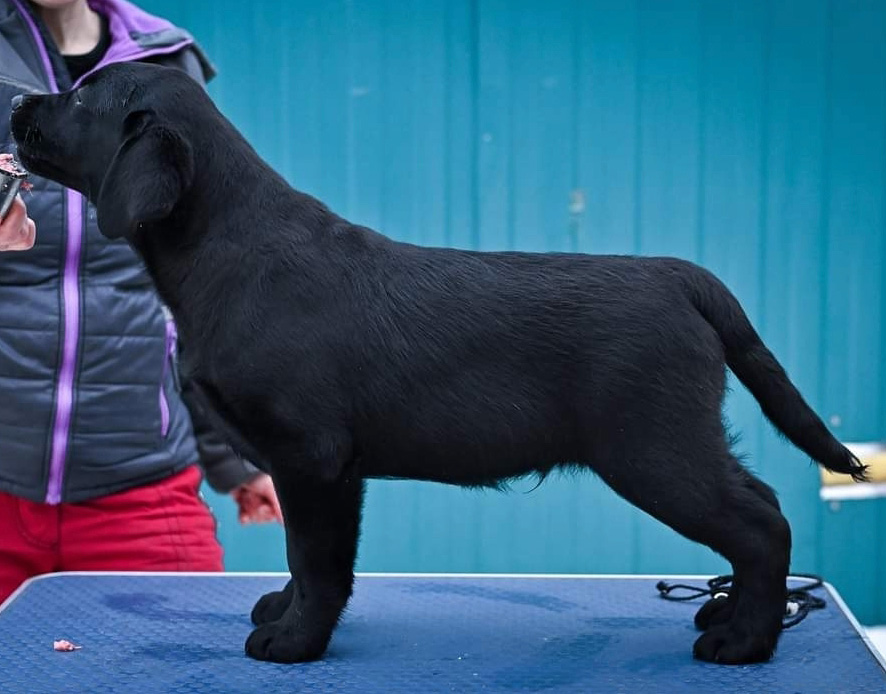 Labradorwelpe in schwarz