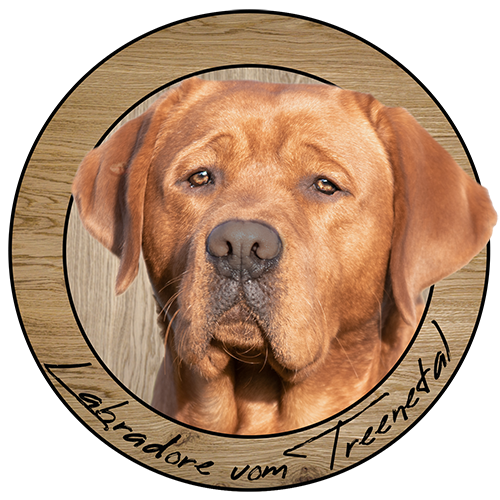 Logo der Labradore vom Treenetal