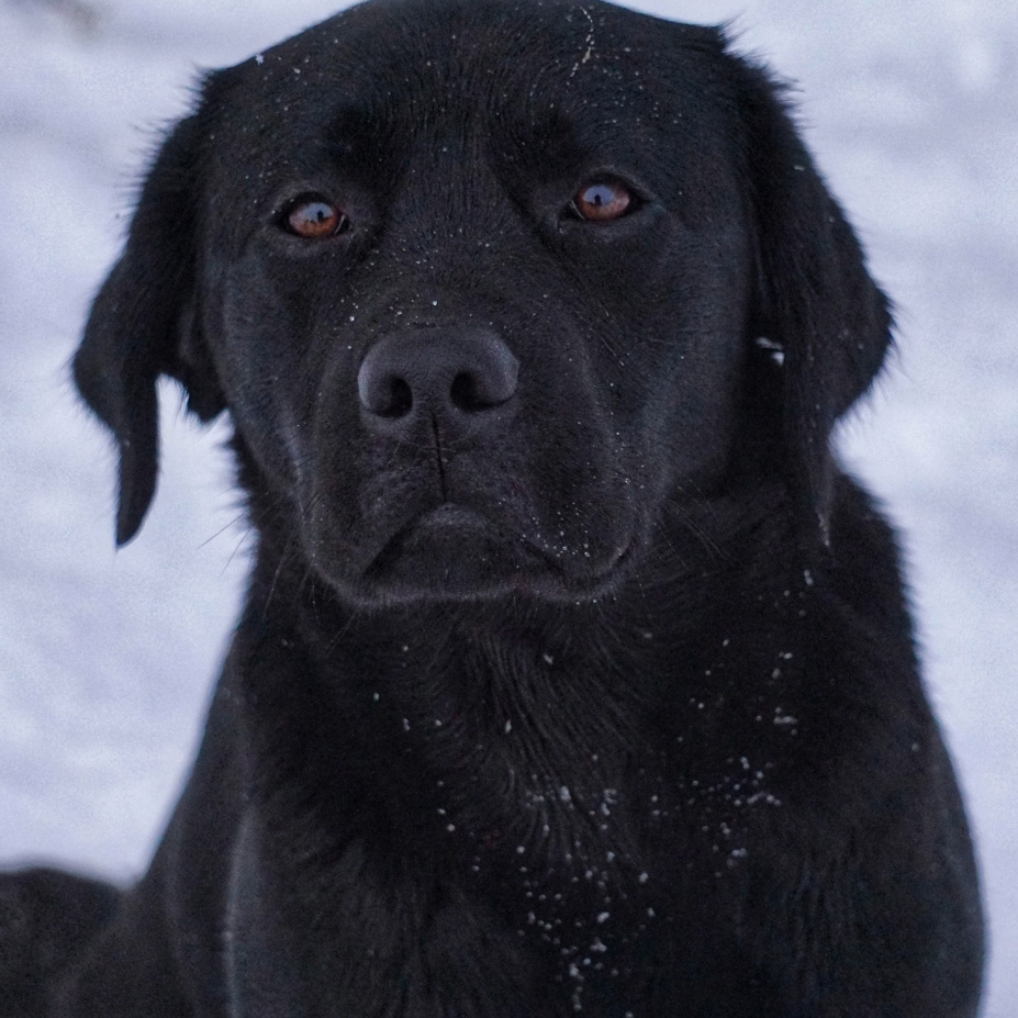 Schwarzer Labrador Deckrüde